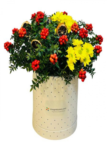 Benekli Kutuda Kokina ve Sarı Papatyalar